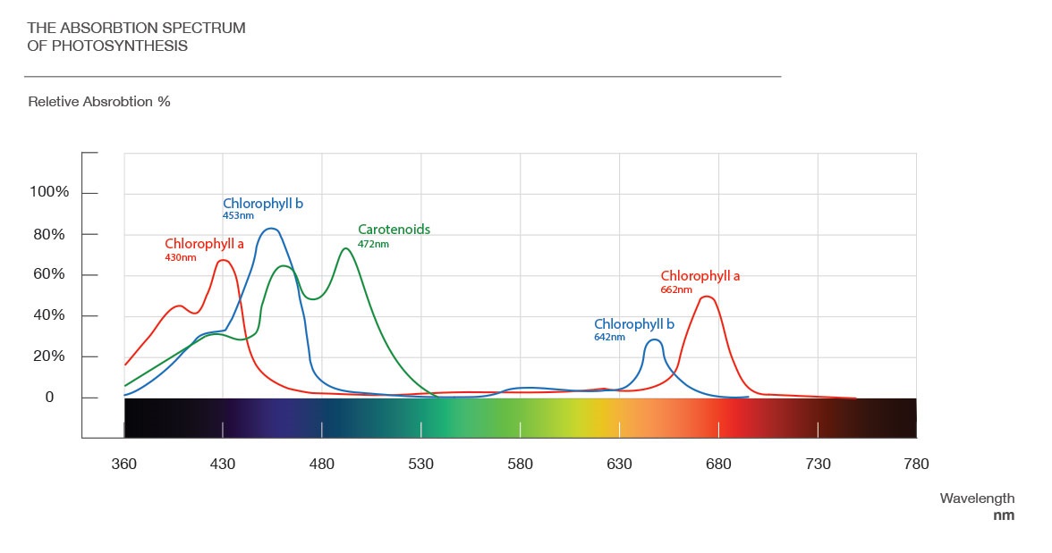 Спектр поглощения хлорофилл А и Б