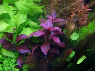 user8960_pic18787_1265582921